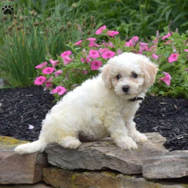Daisy, Bich-Poo Puppy