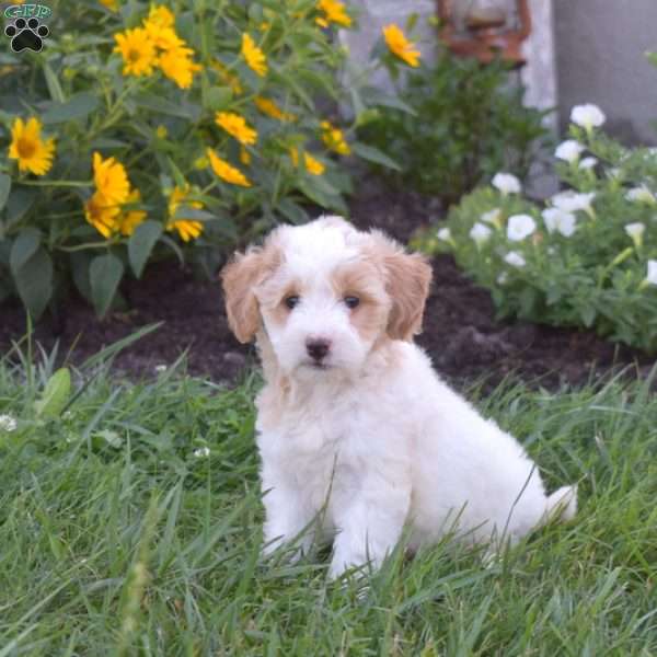 Daisy, Mini Goldendoodle Puppy