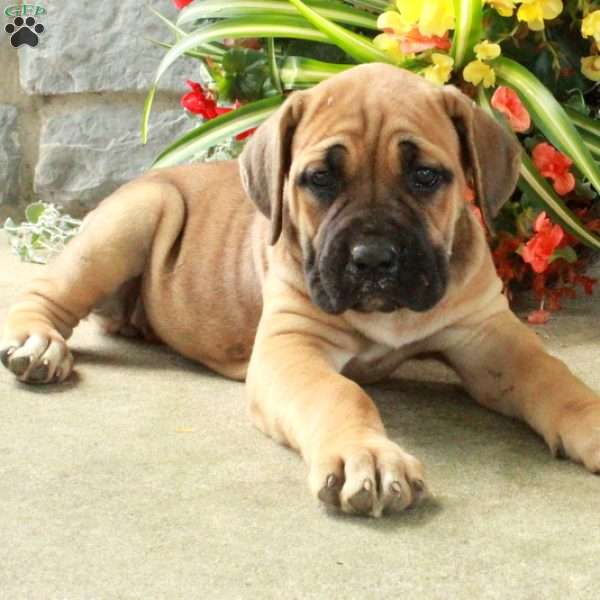 Daisy, Cane Corso Puppy