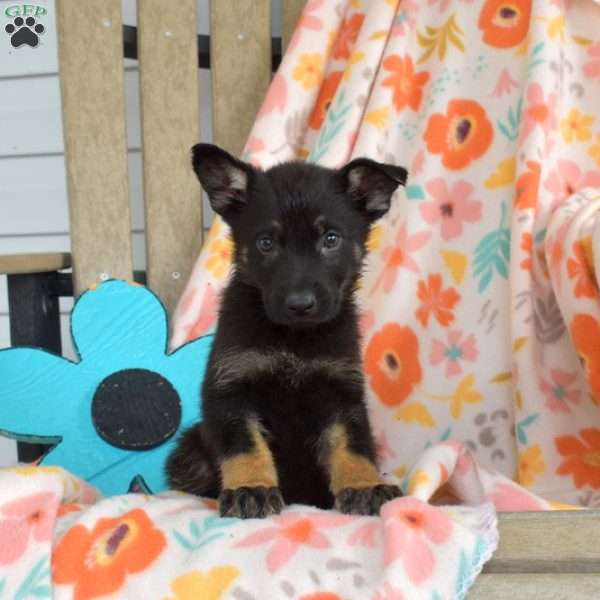 Daisy, German Shepherd Puppy