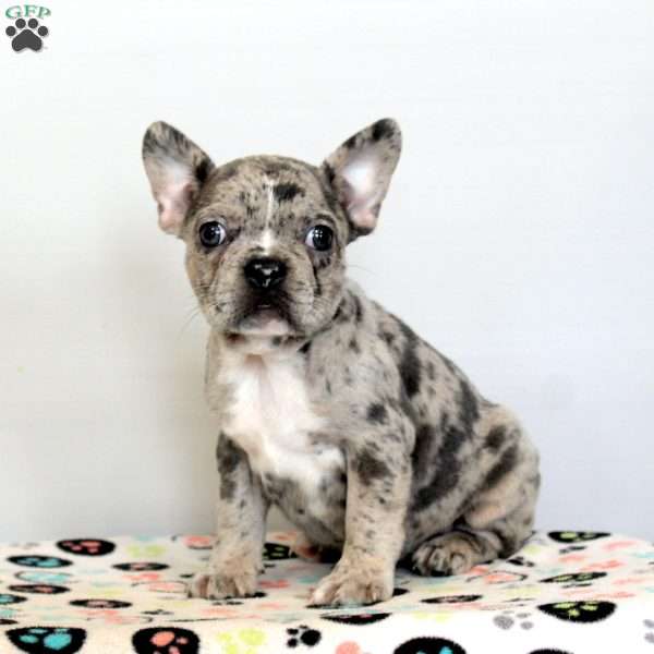 Daisy, Frenchton Puppy