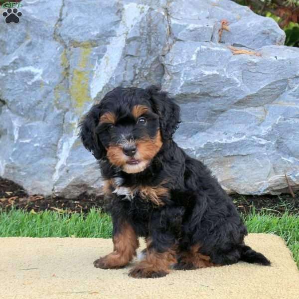 Daisy, Mini Bernedoodle Puppy