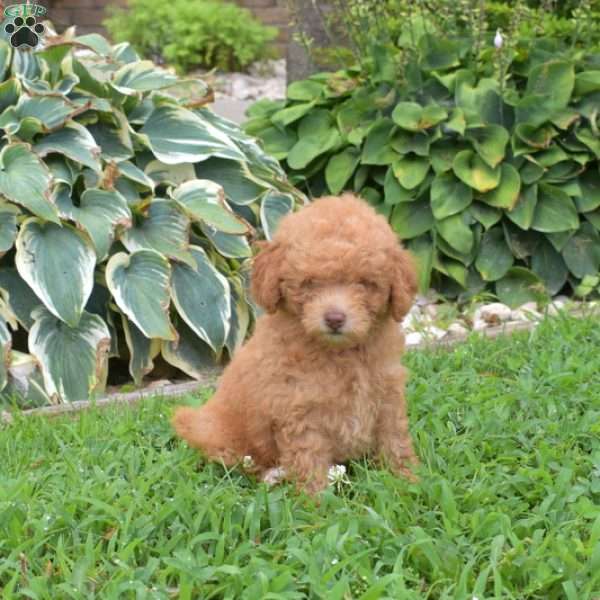 Daisy, Miniature Poodle Puppy