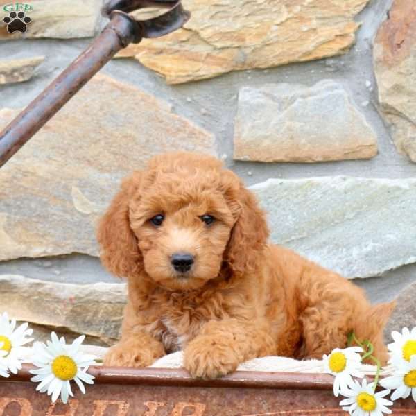 Daisy, Mini Goldendoodle Puppy