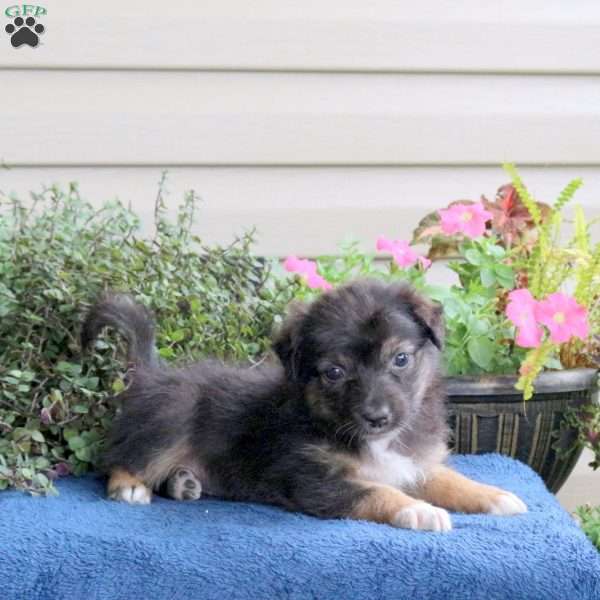 Daisy, Australian Shepherd Puppy
