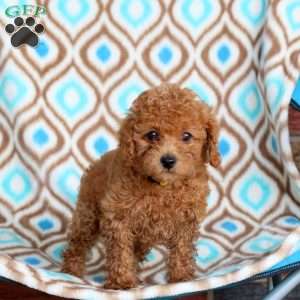 Daisy, Toy Poodle Puppy