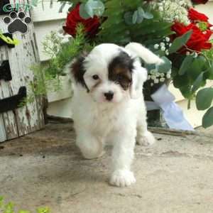 Daisy, Cavapoo Puppy