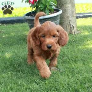 Daisy, Irish Doodle Puppy