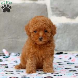 Daisy, Toy Poodle Puppy