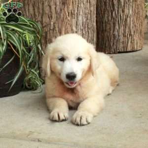 Daisy, English Cream Golden Retriever Puppy
