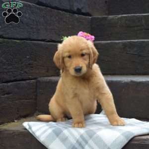 Daisy, Golden Retriever Puppy