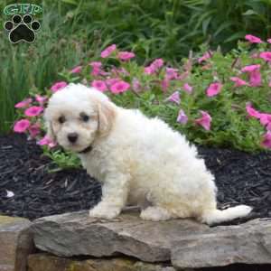 Daisy, Bich-Poo Puppy