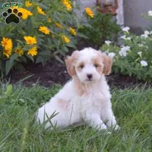 Daisy, Mini Goldendoodle Puppy