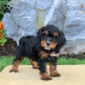 Daisy, Mini Bernedoodle Puppy