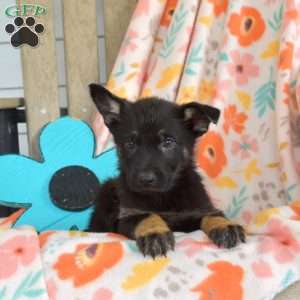 Daisy, German Shepherd Puppy
