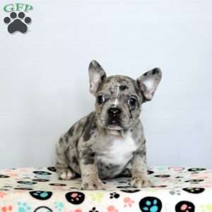 Daisy, Frenchton Puppy