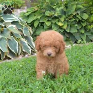 Daisy, Miniature Poodle Puppy