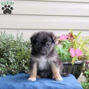 Daisy, Australian Shepherd Puppy