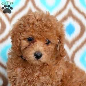 Daisy, Toy Poodle Puppy