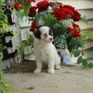 Daisy, Cavapoo Puppy