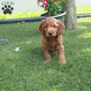 Daisy, Irish Doodle Puppy