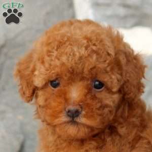 Daisy, Toy Poodle Puppy