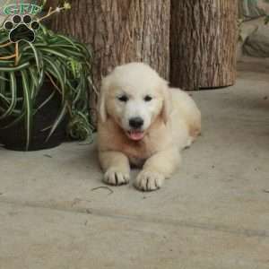 Daisy, English Cream Golden Retriever Puppy
