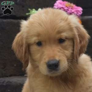 Daisy, Golden Retriever Puppy