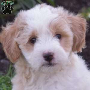 Daisy, Mini Goldendoodle Puppy
