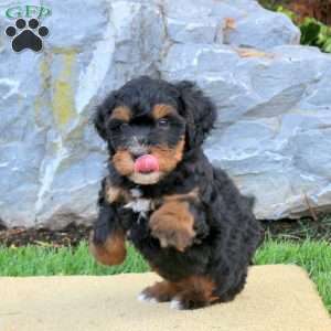 Daisy, Mini Bernedoodle Puppy