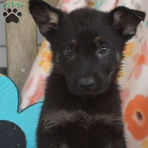 Daisy, German Shepherd Puppy