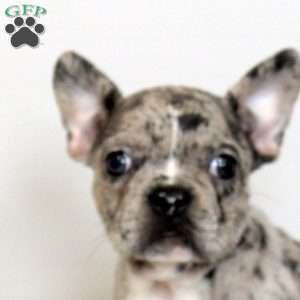 Daisy, Frenchton Puppy