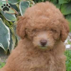 Daisy, Miniature Poodle Puppy