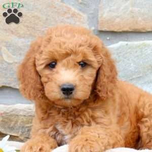 Daisy, Mini Goldendoodle Puppy