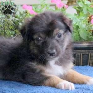 Daisy, Australian Shepherd Puppy