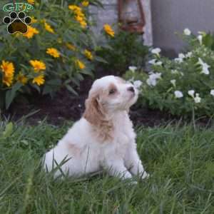 Daisy, Mini Goldendoodle Puppy