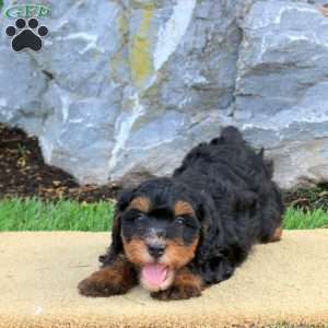 Daisy, Mini Bernedoodle Puppy