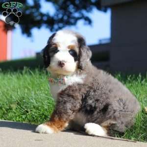 Dakota, Mini Bernedoodle Puppy