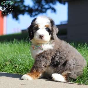 Dakota, Mini Bernedoodle Puppy