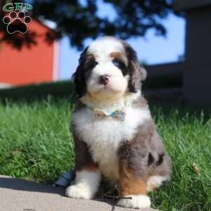 Dakota, Mini Bernedoodle Puppy