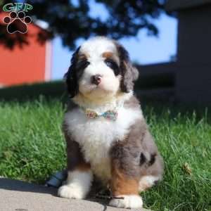 Dakota, Mini Bernedoodle Puppy