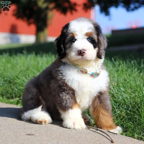 Dakota, Mini Bernedoodle Puppy