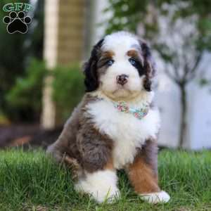 Dakota, Mini Bernedoodle Puppy