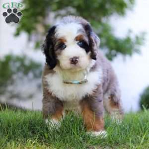 Dakota, Mini Bernedoodle Puppy