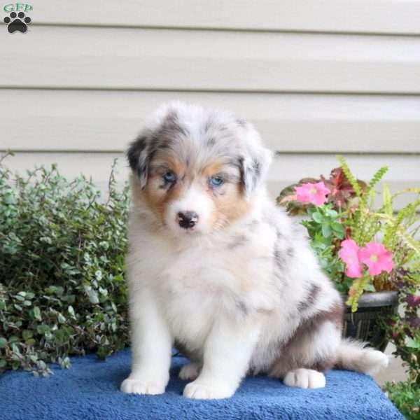 Dakota, Australian Shepherd Puppy