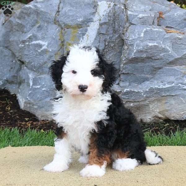 Dakota, Mini Bernedoodle Puppy