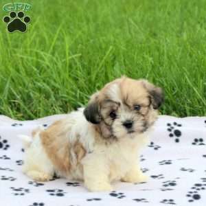 Dakota, Teddy Bear Puppy