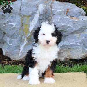 Dakota, Mini Bernedoodle Puppy