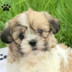 Dakota, Teddy Bear Puppy