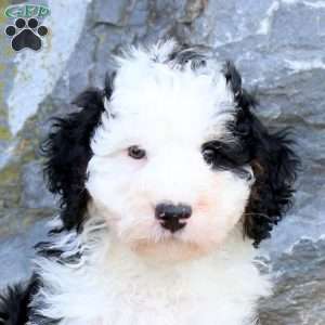 Dakota, Mini Bernedoodle Puppy